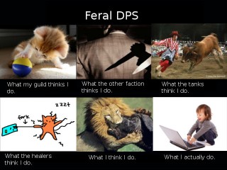 feral dps